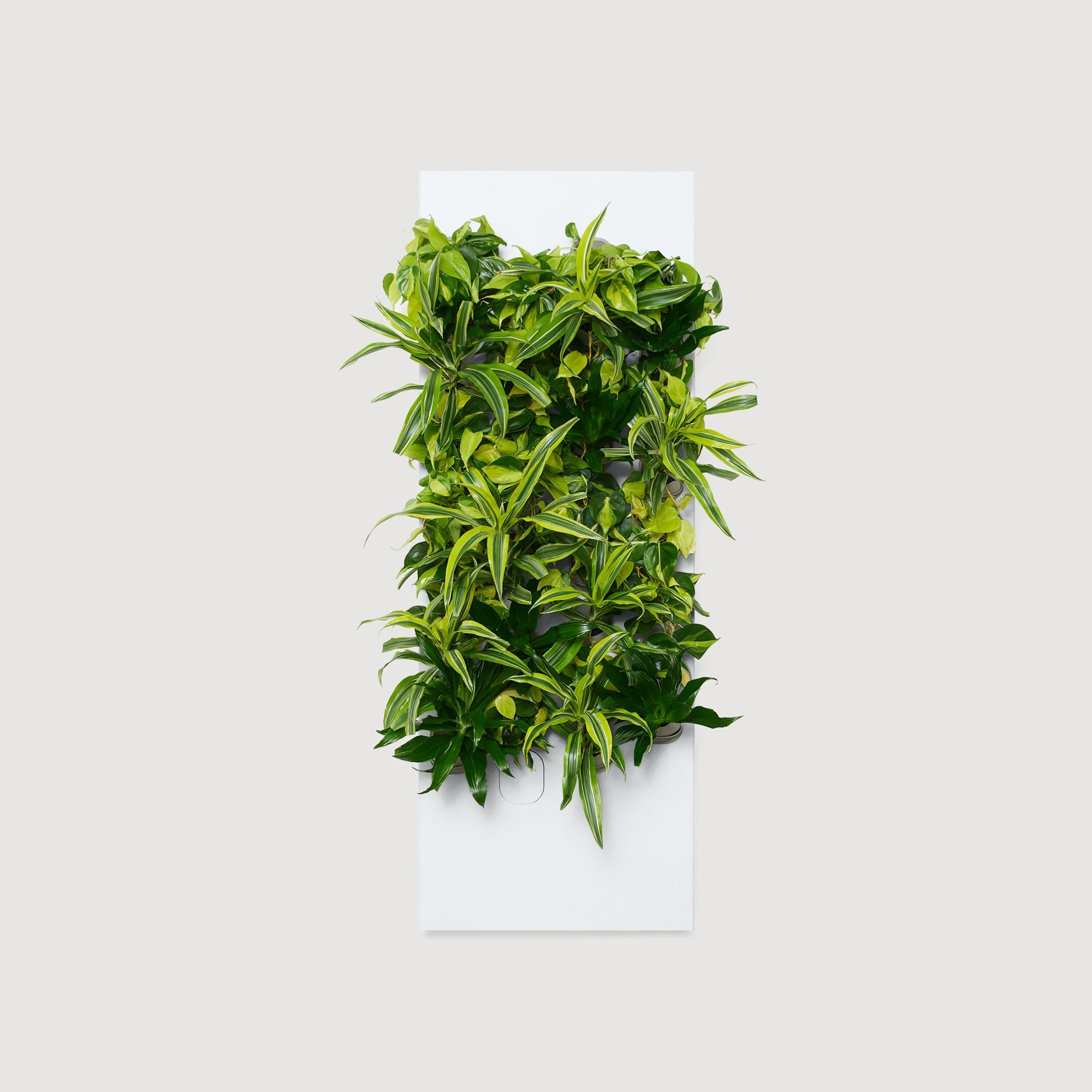Taiga Living Wall - Rachio
