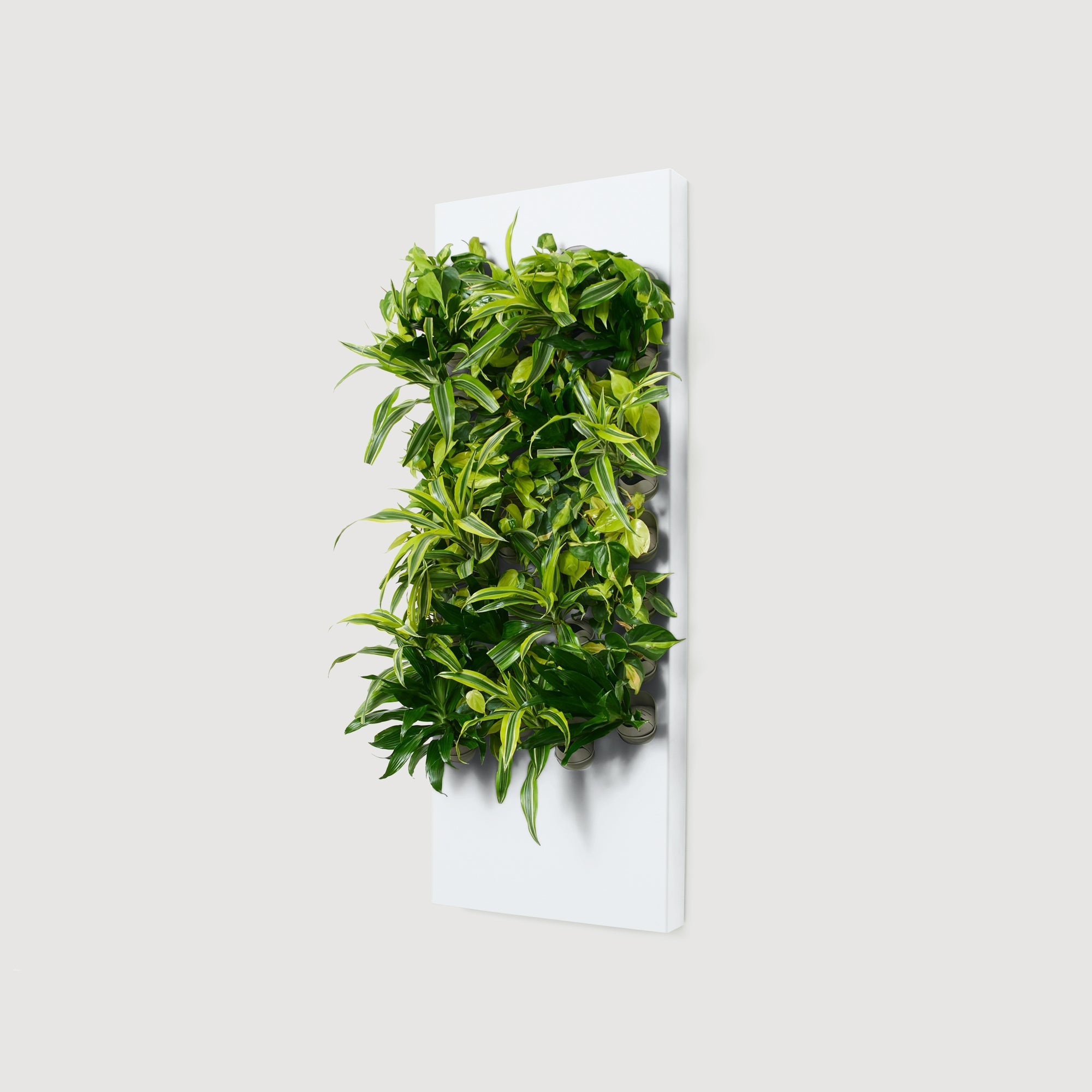 Taiga Living Wall - Rachio