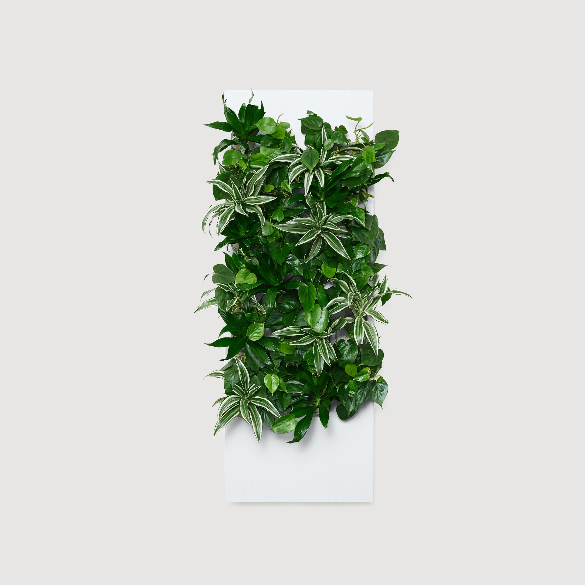 Taiga Living Wall - Rachio