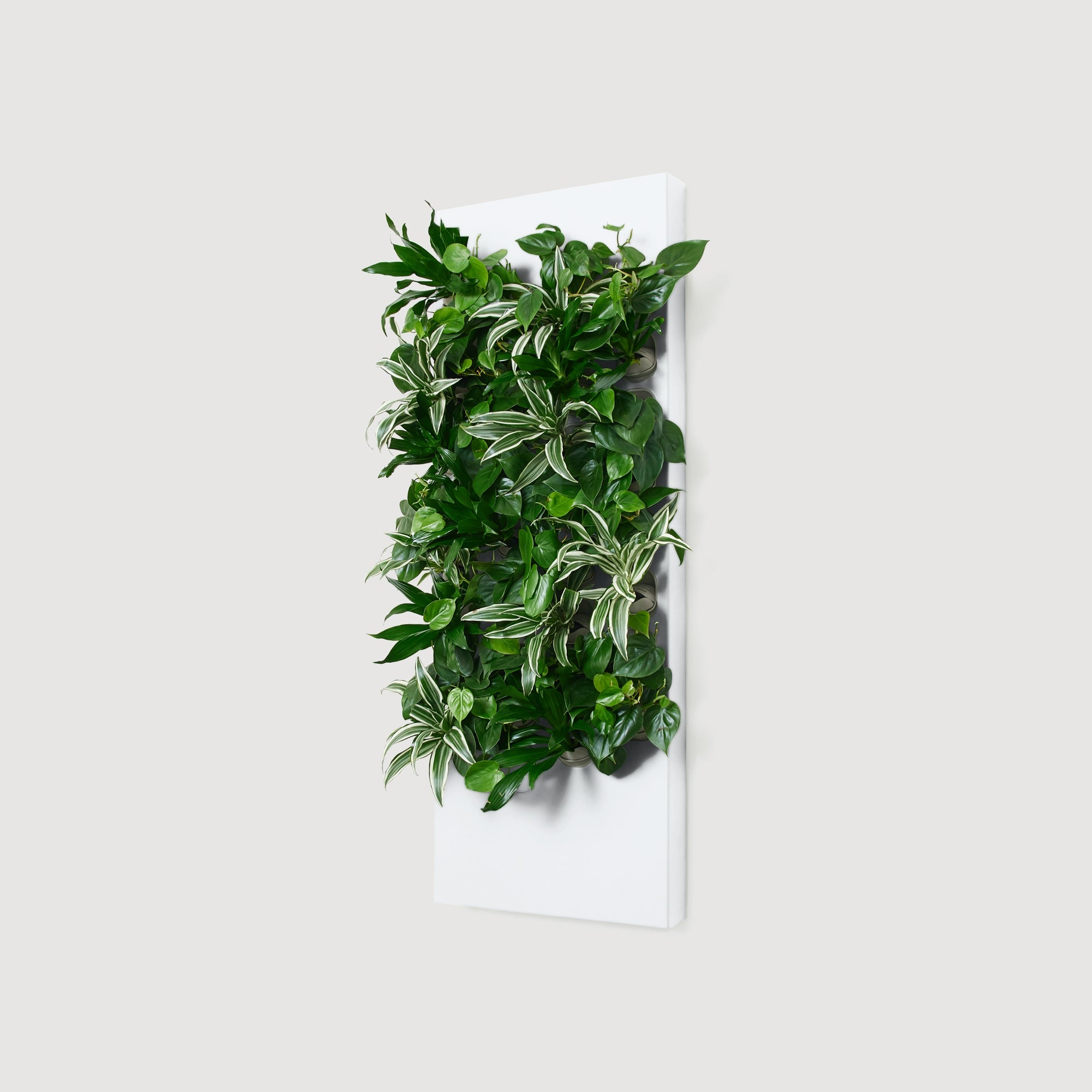 Taiga Living Wall - Rachio