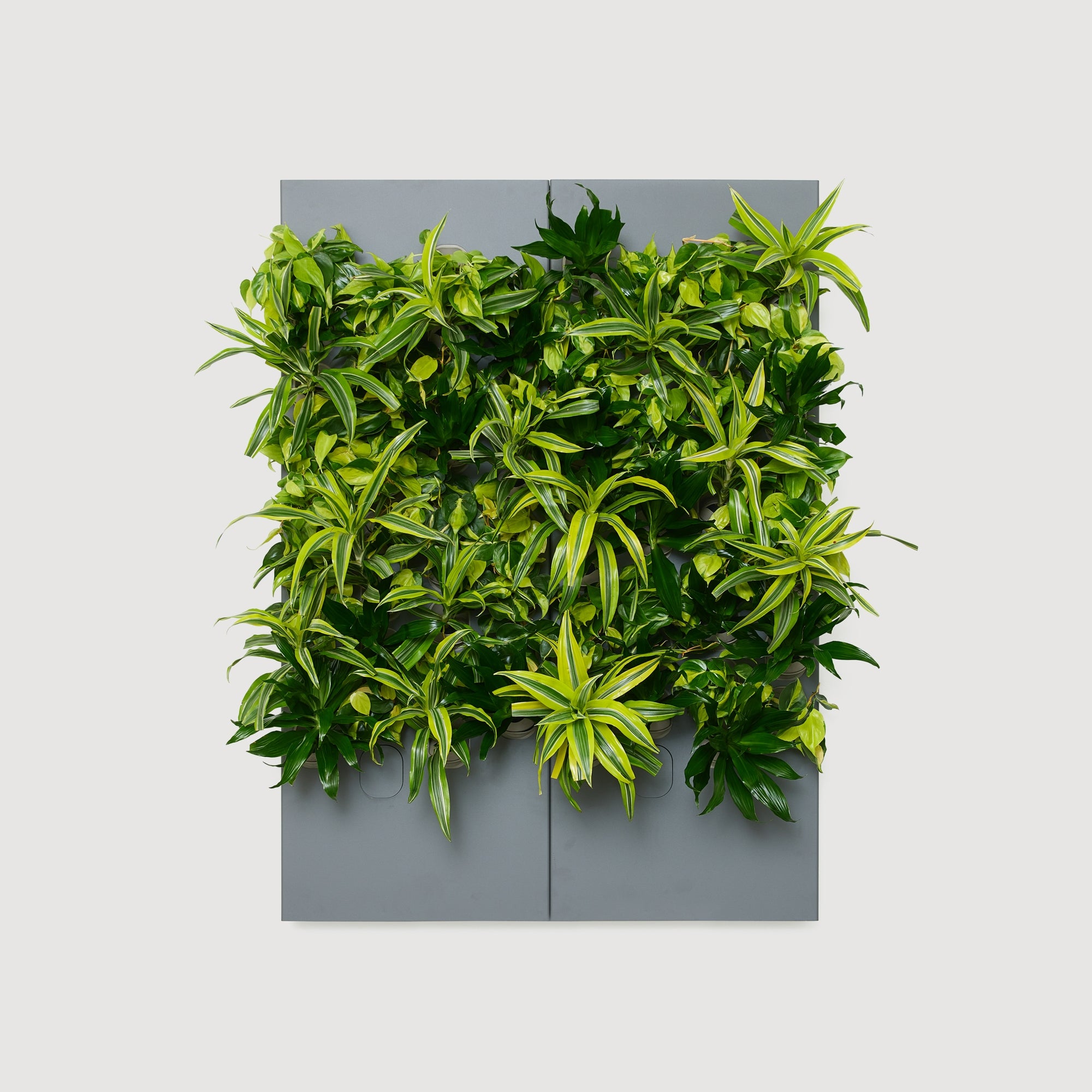 Taiga Living Wall - Rachio