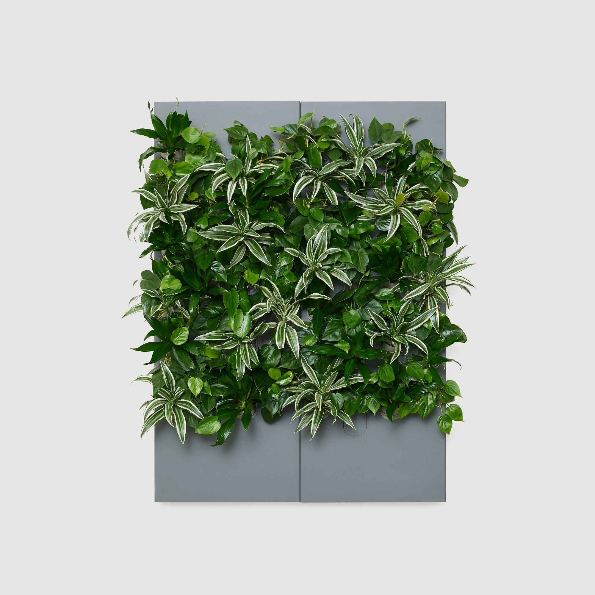 Taiga Living Wall - Rachio