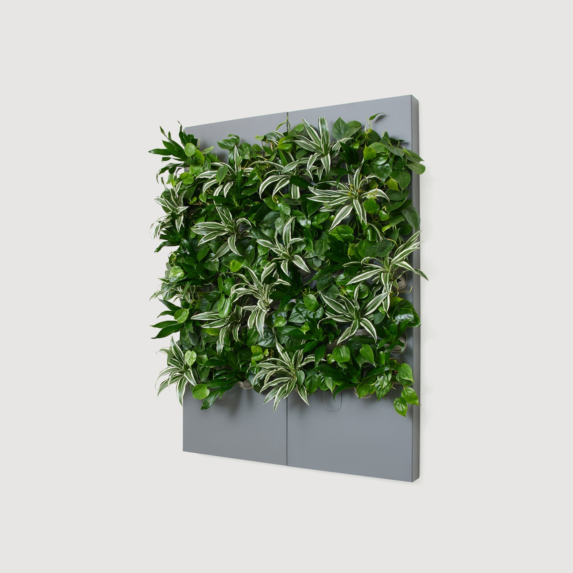 Taiga Living Wall - Rachio
