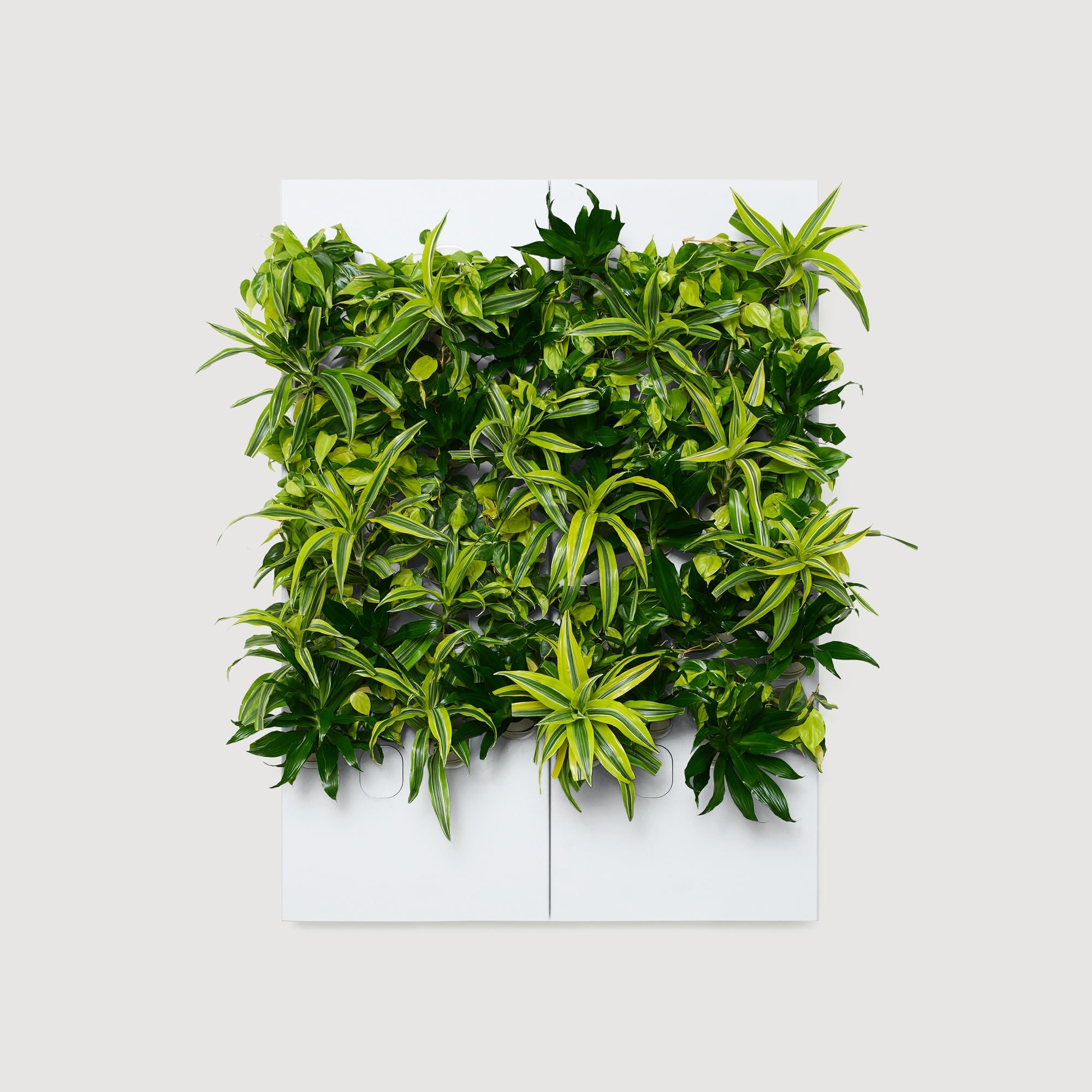 Taiga Living Wall - Rachio