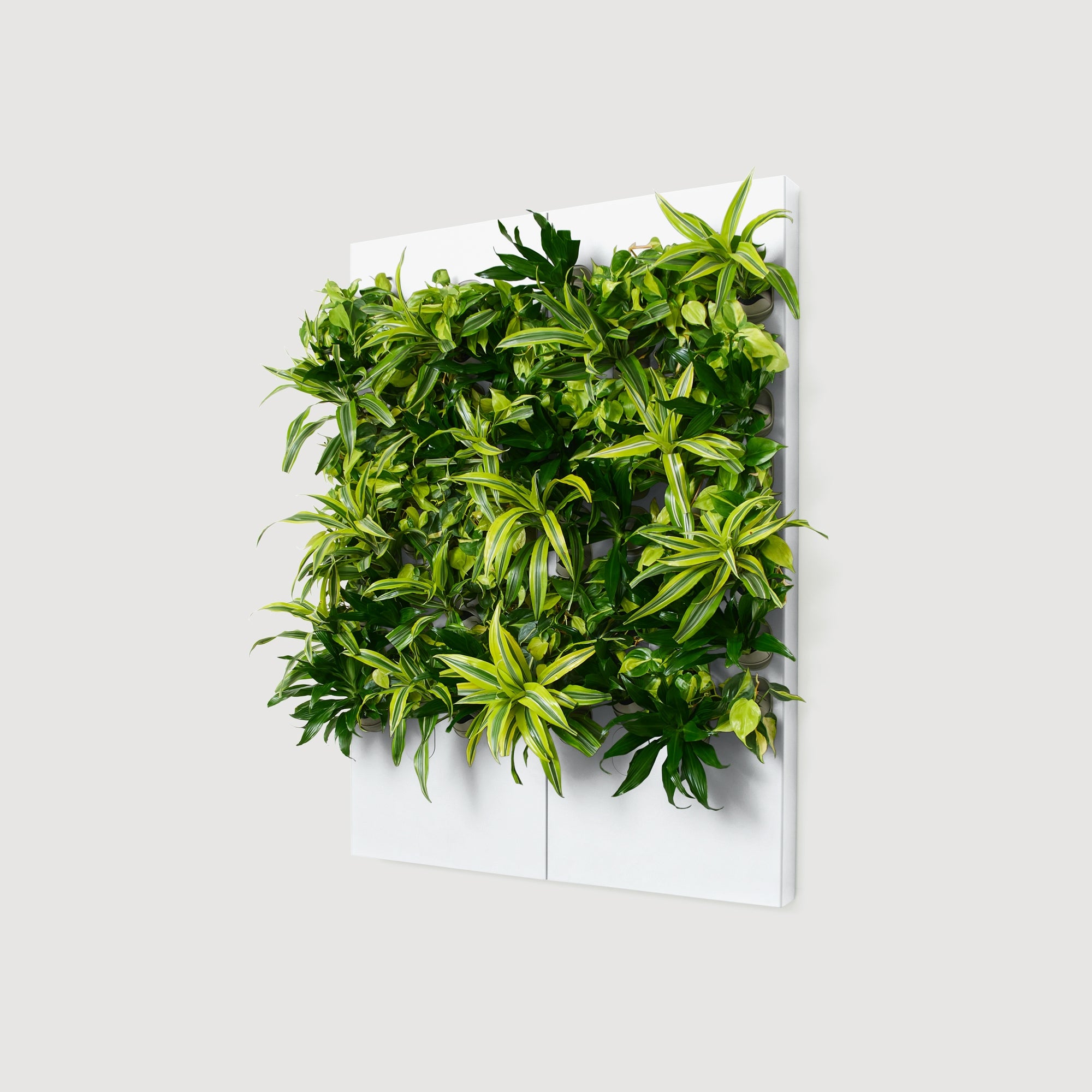 Taiga Living Wall - Rachio