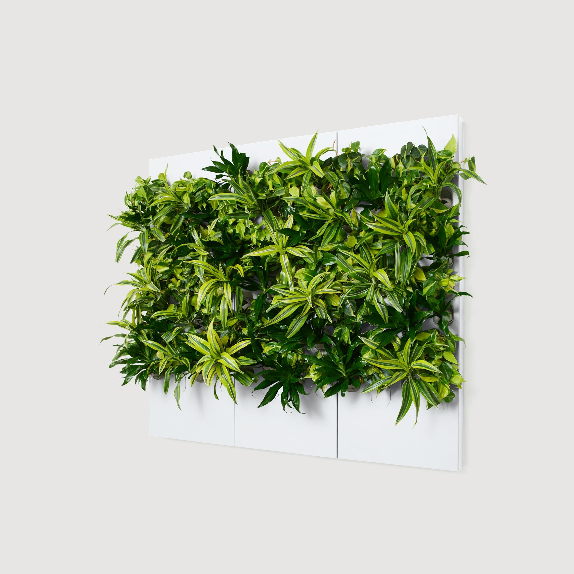 Taiga Living Wall - Rachio