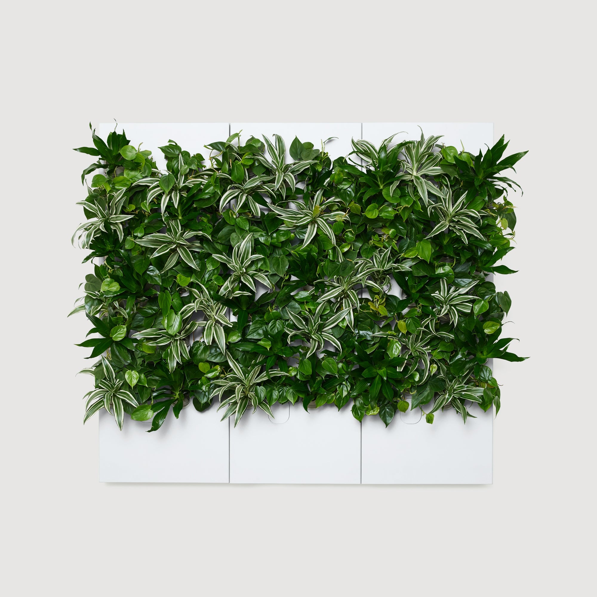 Taiga Living Wall - Rachio