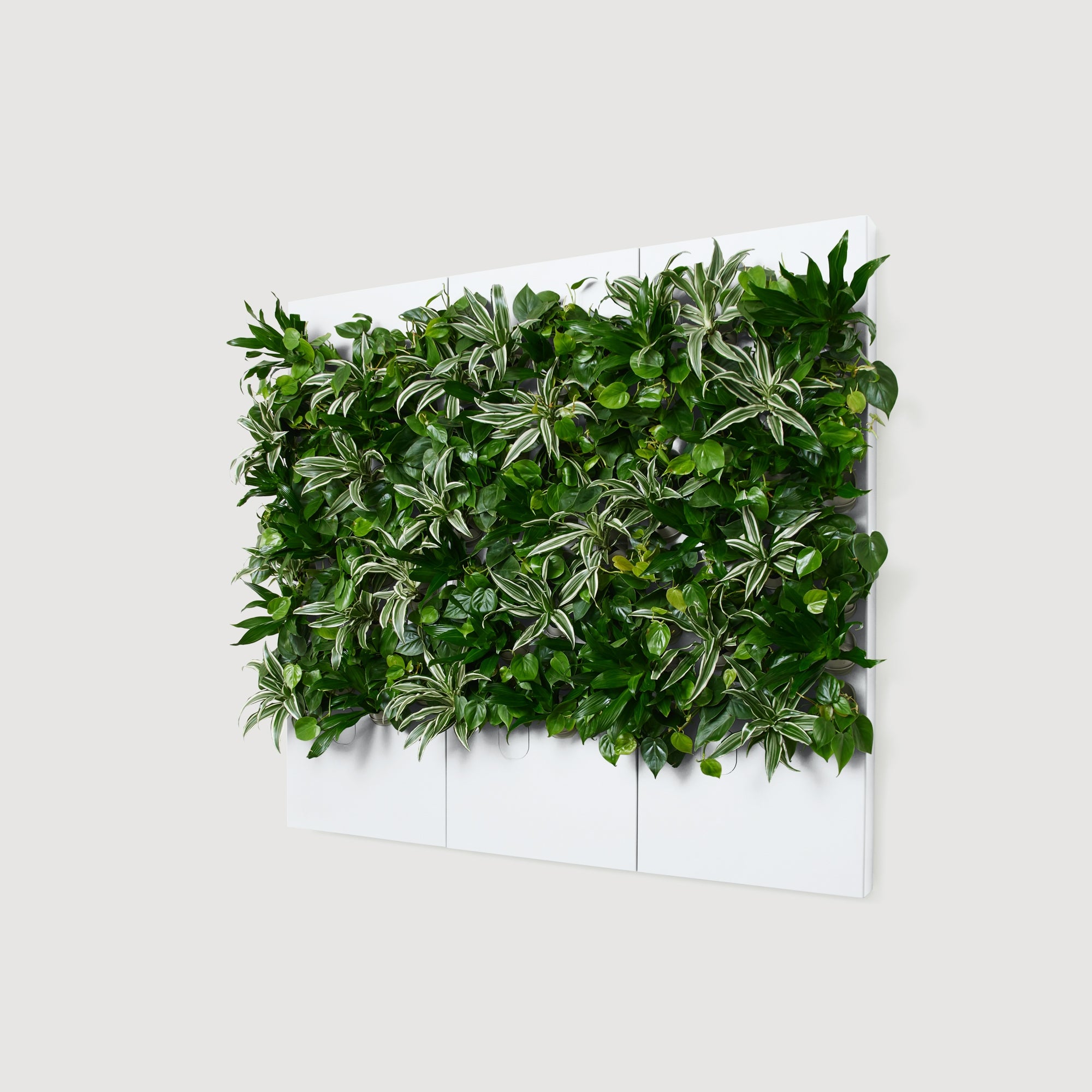 Taiga Living Wall - Rachio