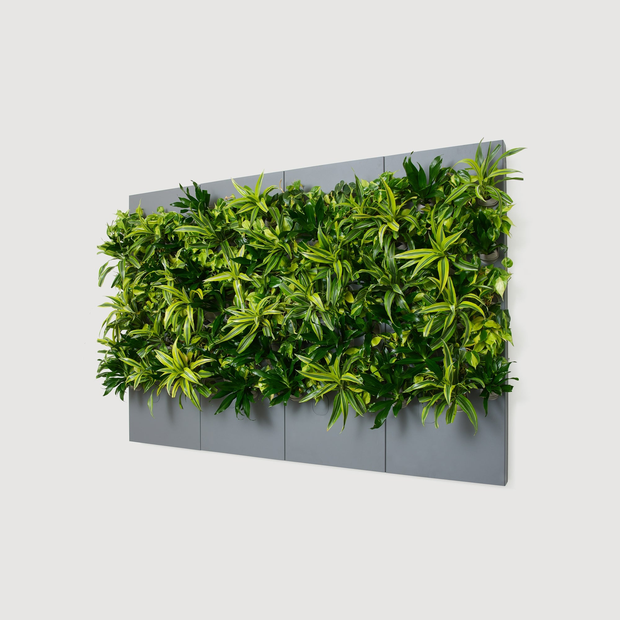 Taiga Living Wall - Rachio