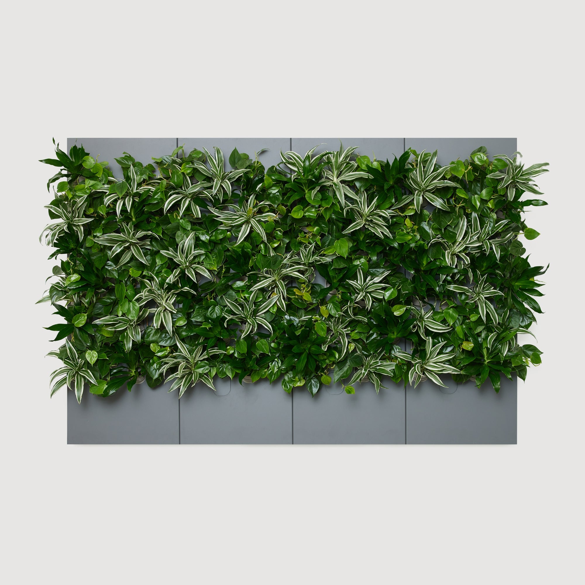 Taiga Living Wall - Rachio