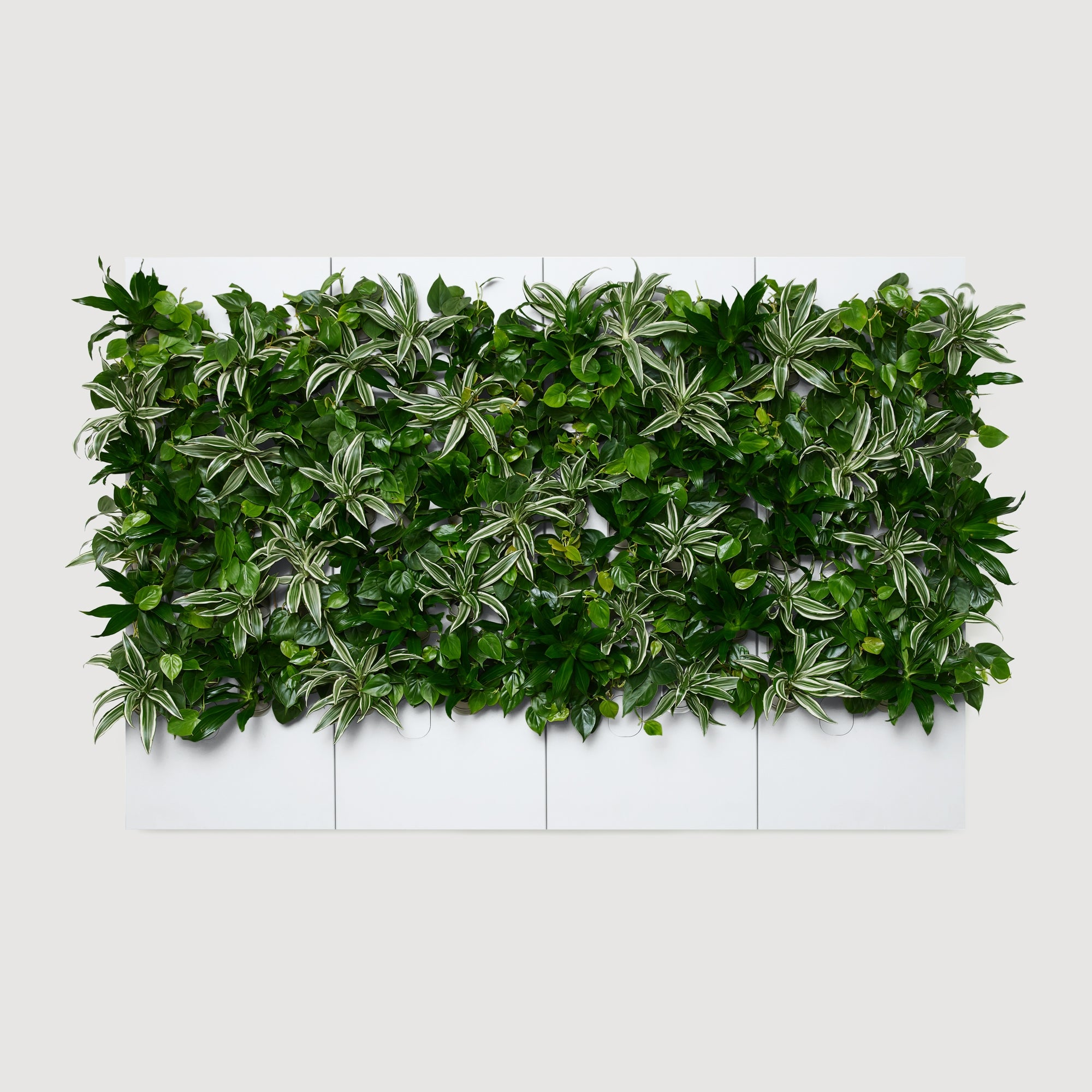 Taiga Living Wall - Rachio