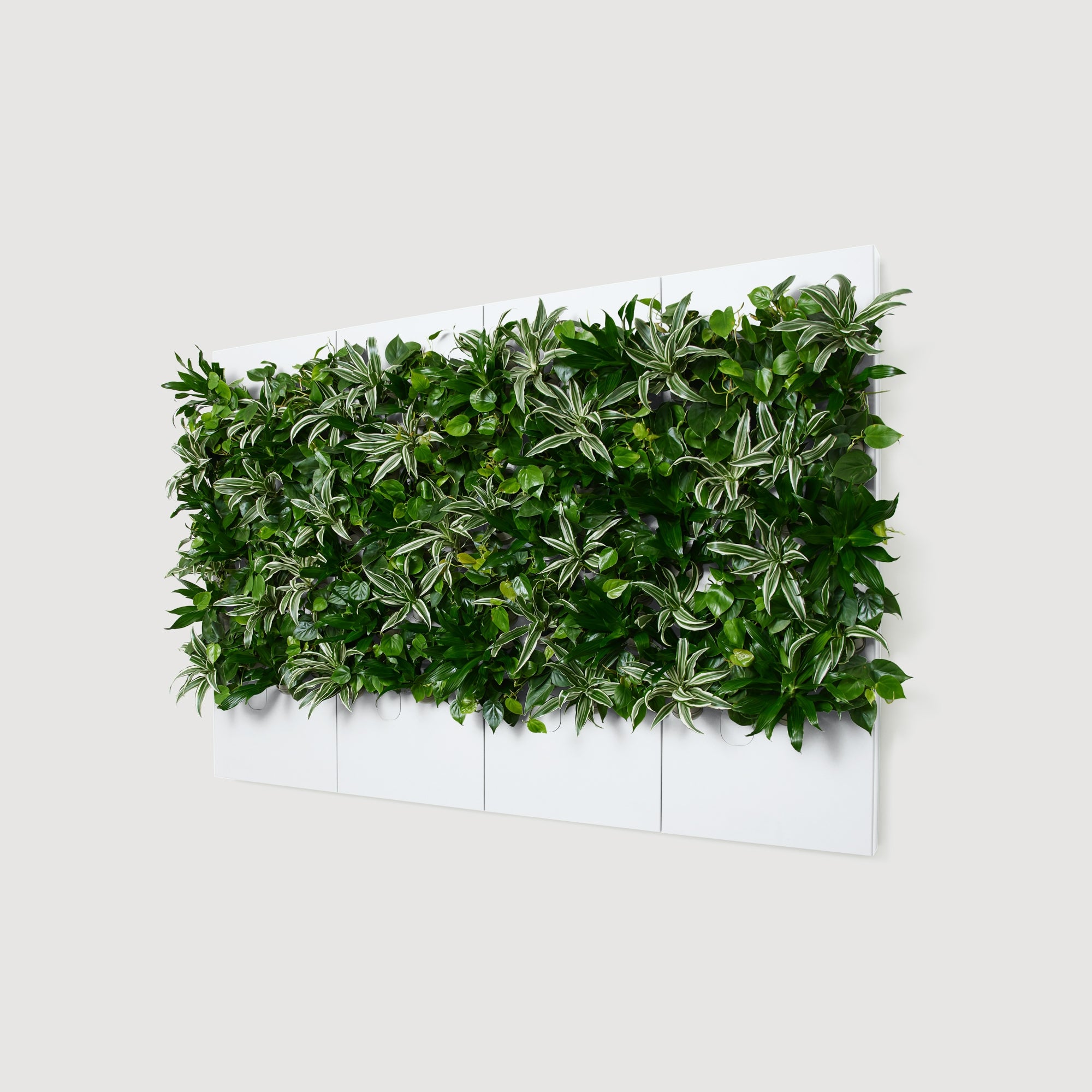 Taiga Living Wall - Rachio