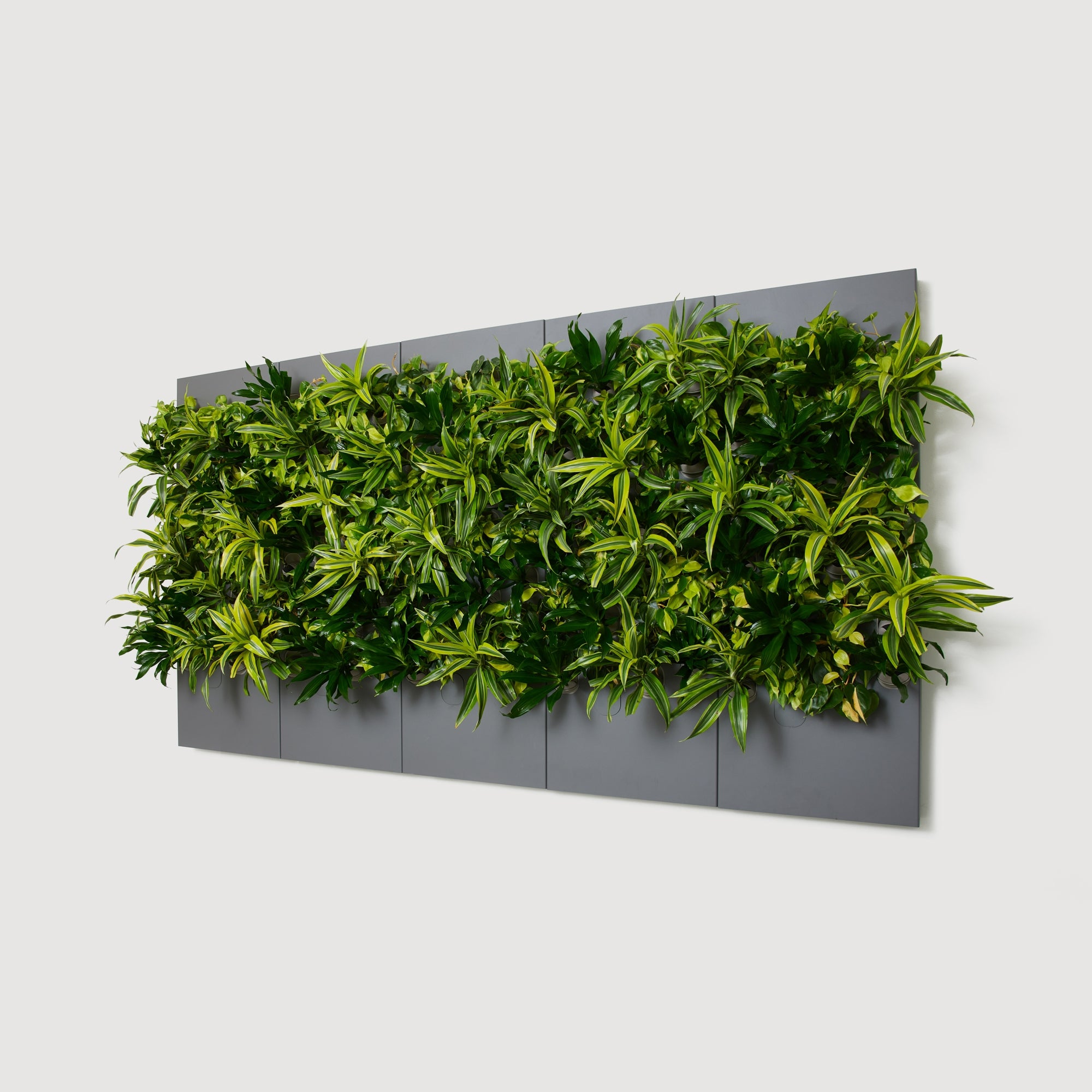 Taiga Living Wall - Rachio