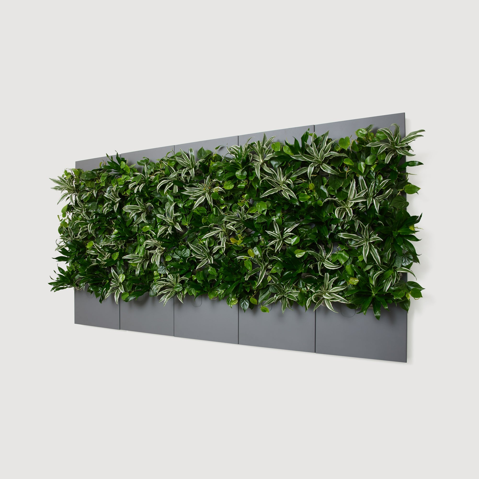 Taiga Living Wall - Rachio
