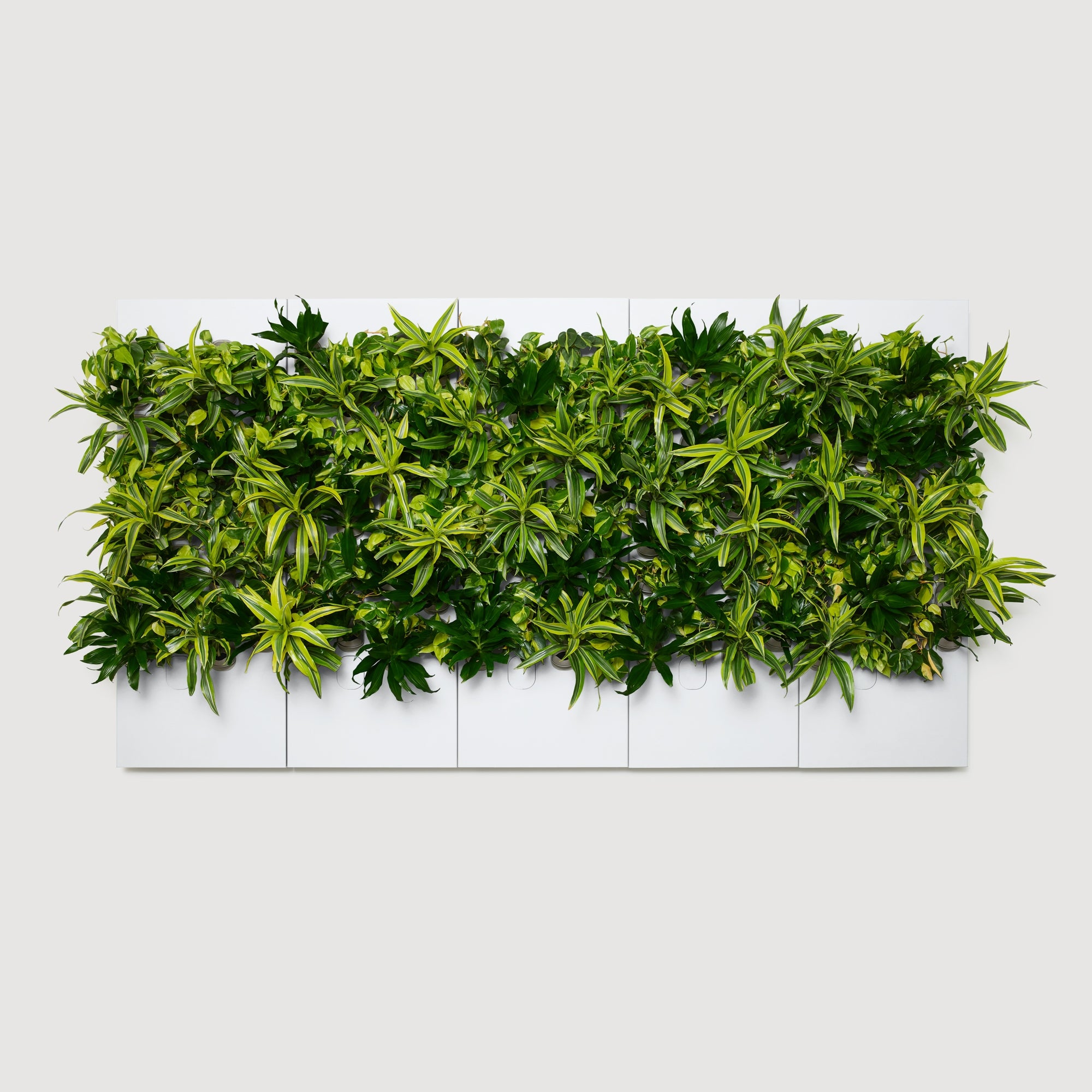 Taiga Living Wall - Rachio