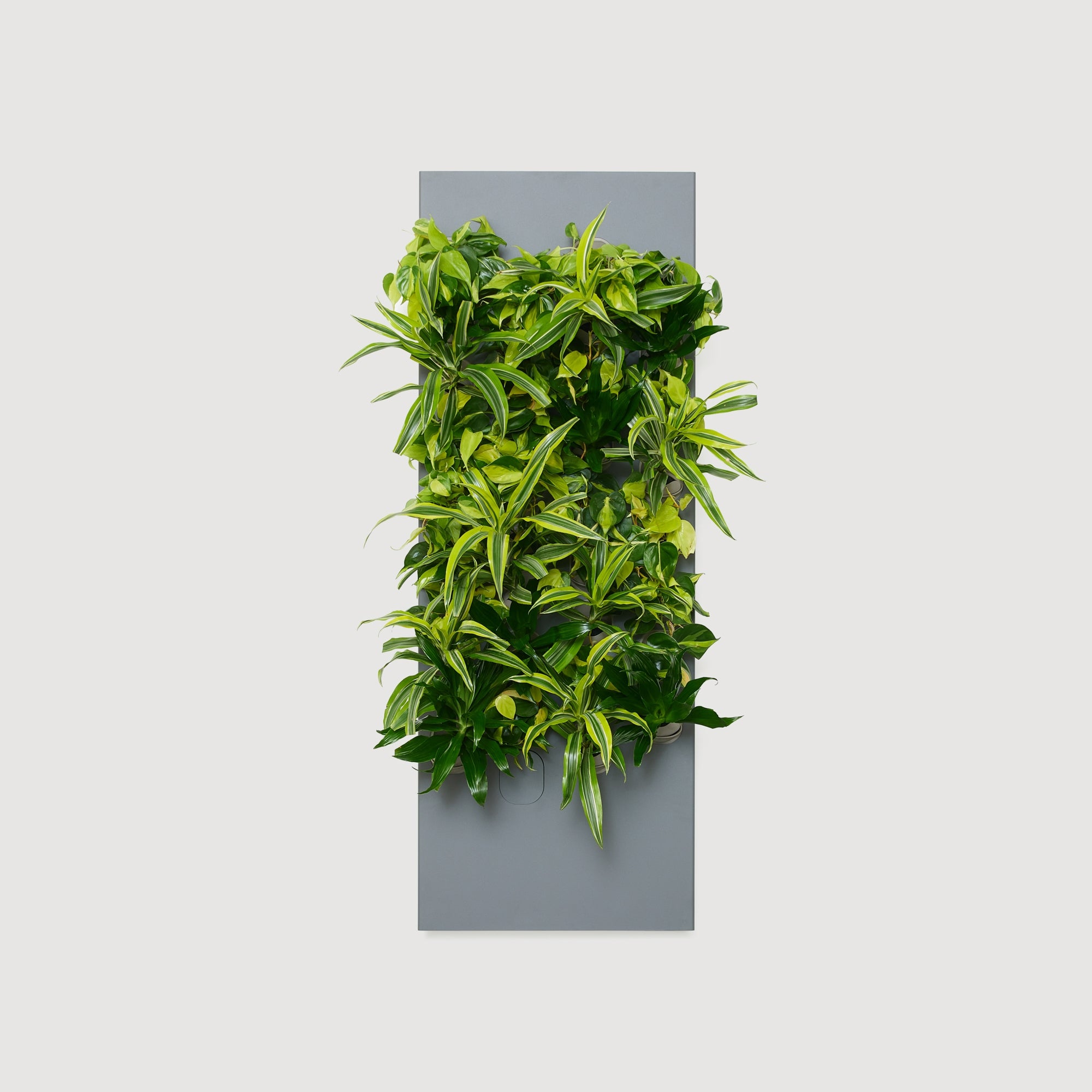 Taiga Living Wall - Rachio