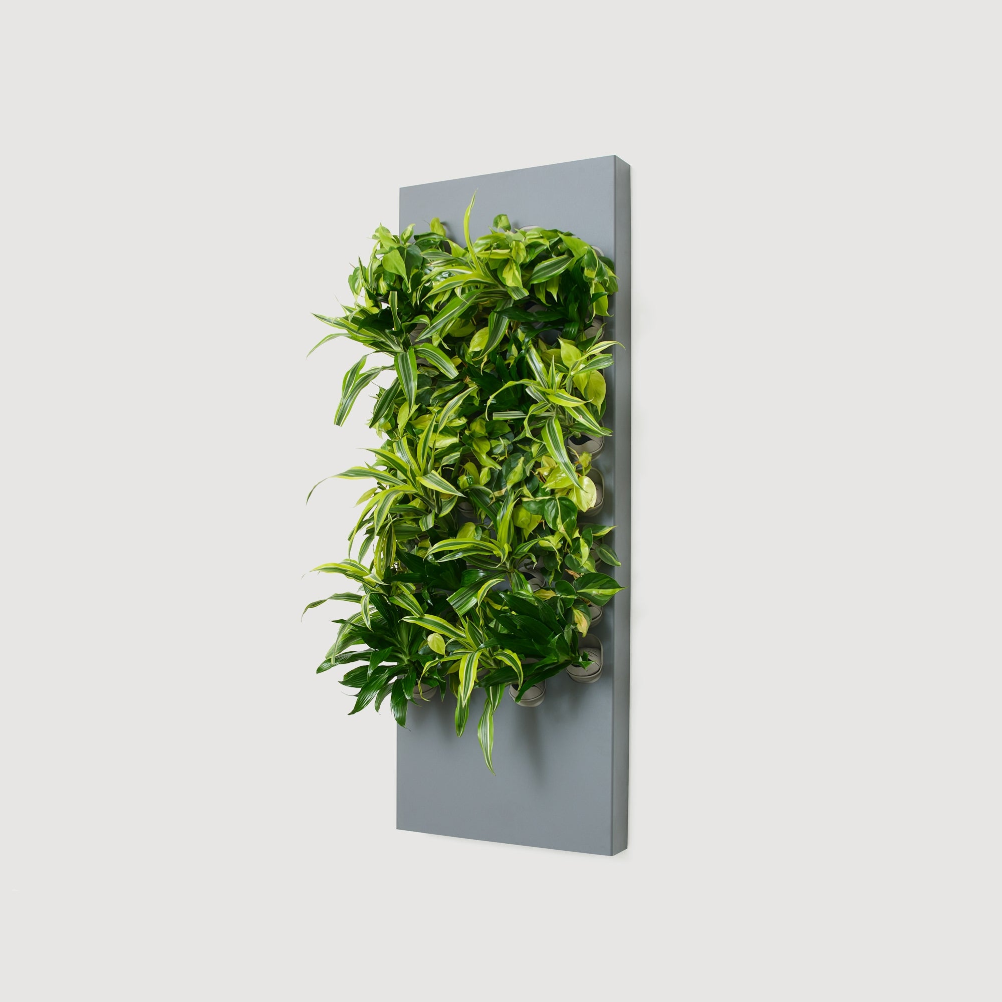 Taiga Living Wall - Rachio