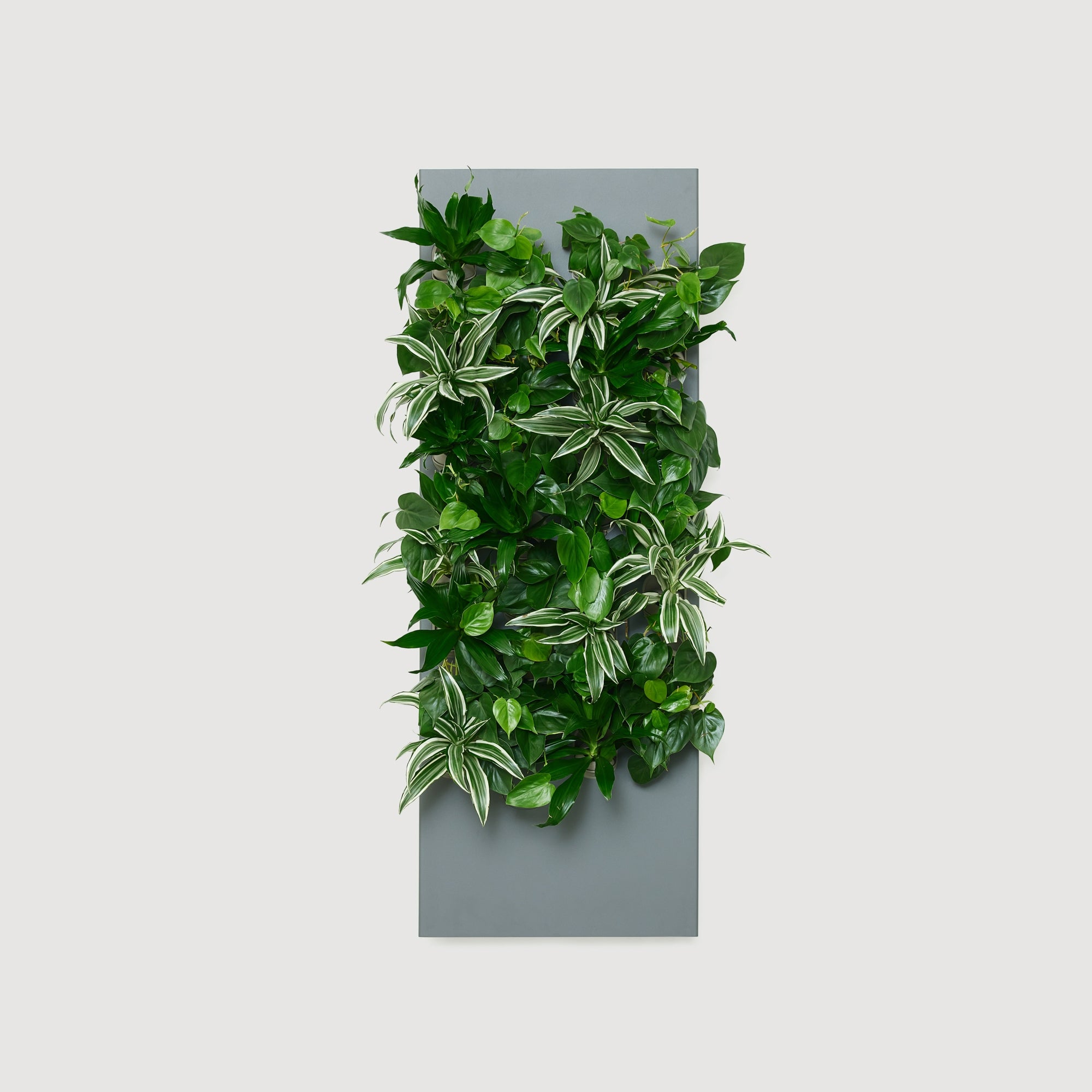 Taiga Living Wall - Rachio