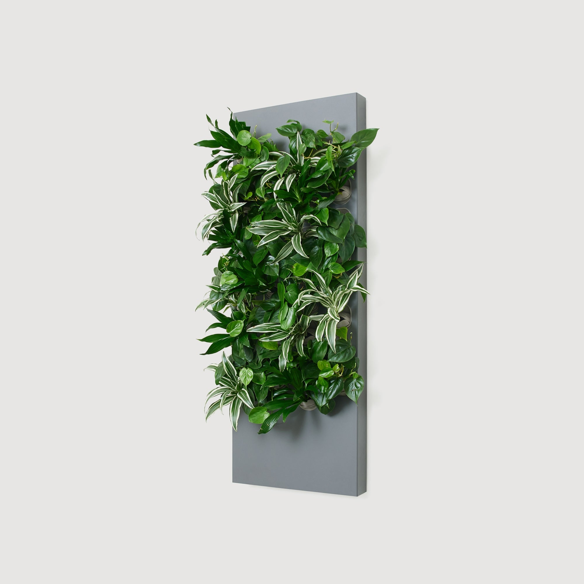 Taiga Living Wall - Rachio