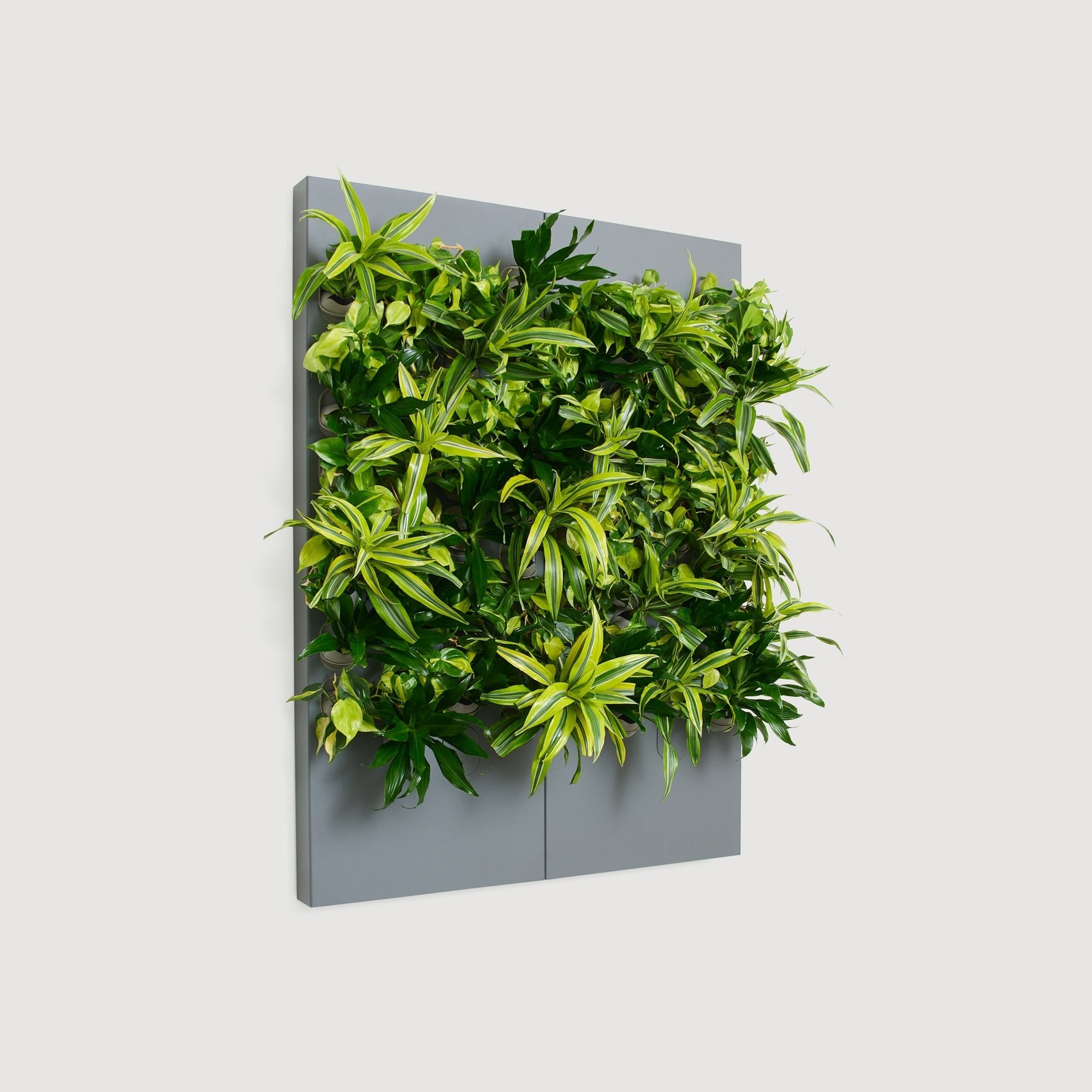 Taiga Living Wall - Rachio
