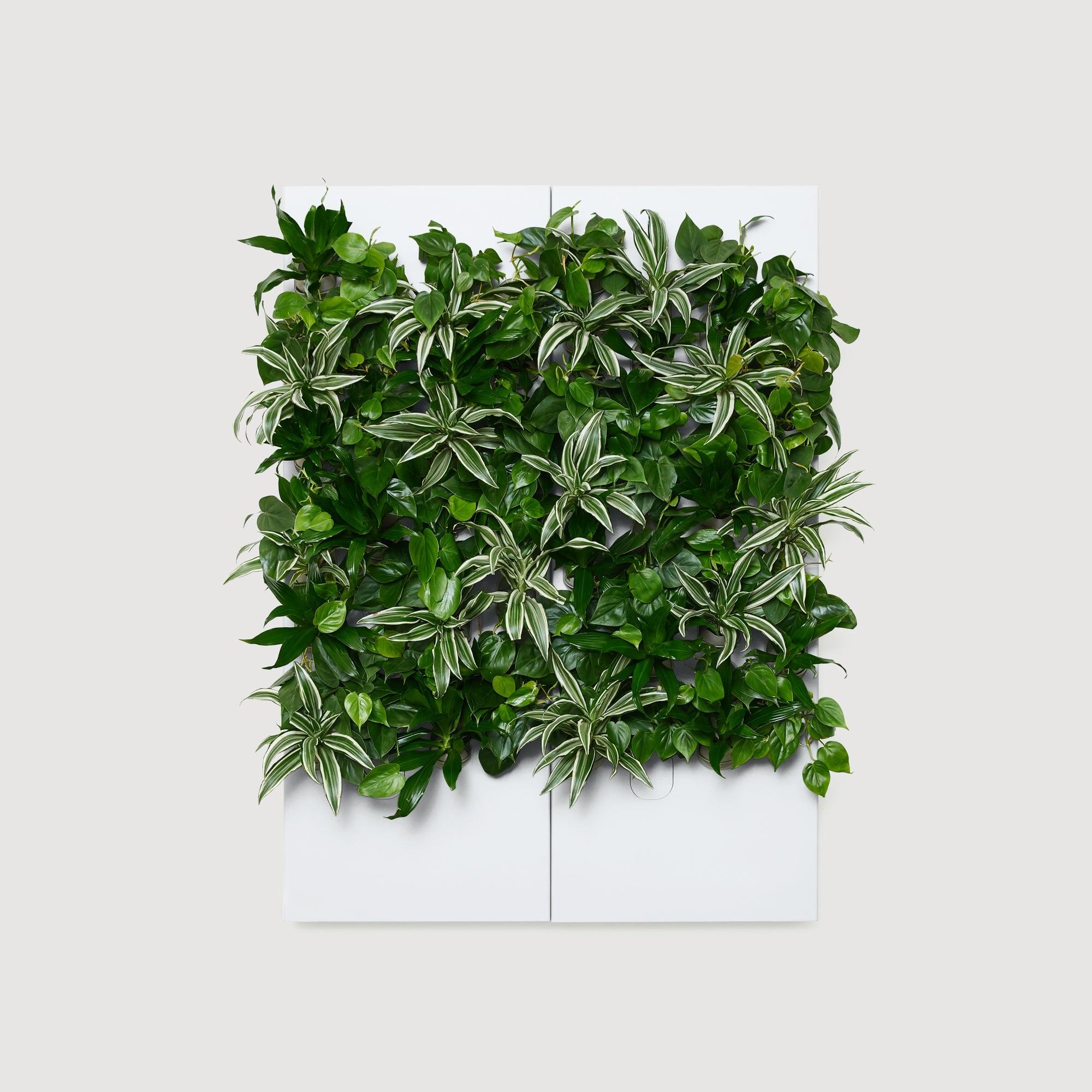 Taiga Living Wall - Rachio