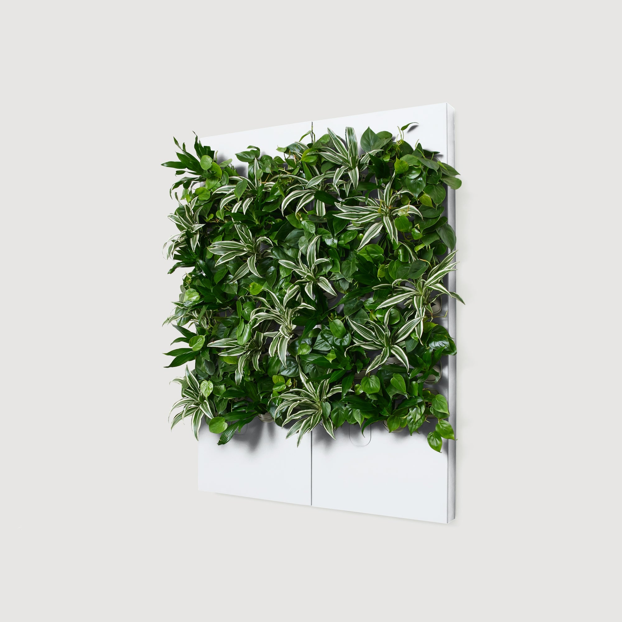 Taiga Living Wall - Rachio