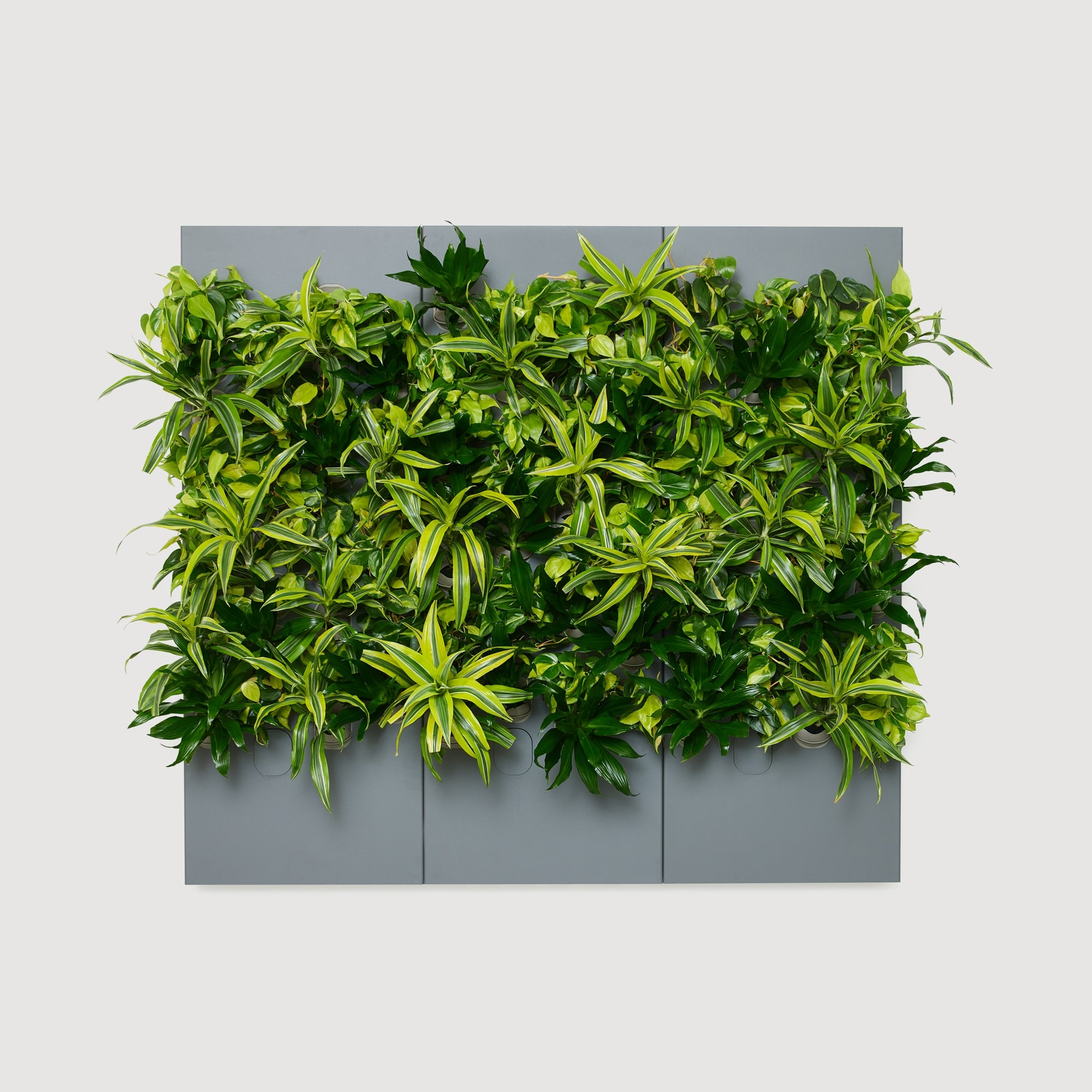 Taiga Living Wall - Rachio