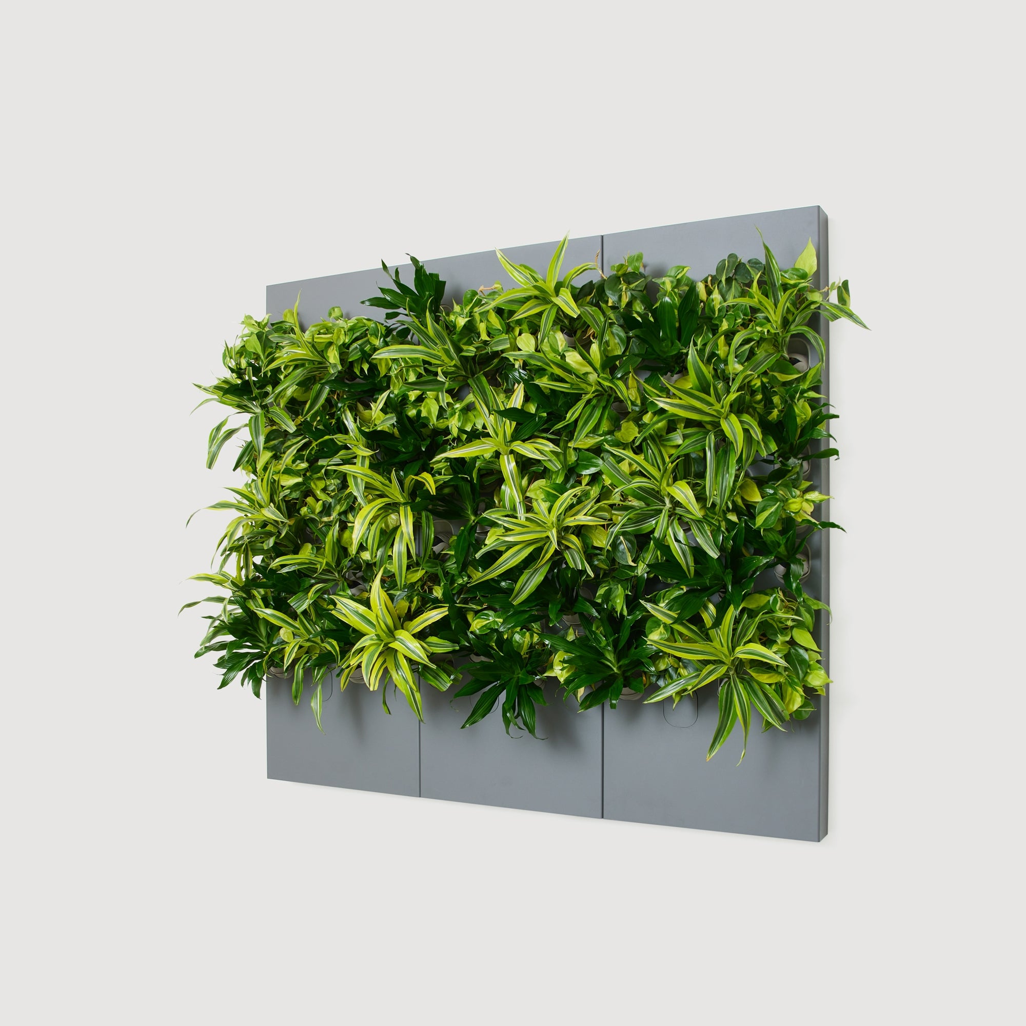 Taiga Living Wall - Rachio