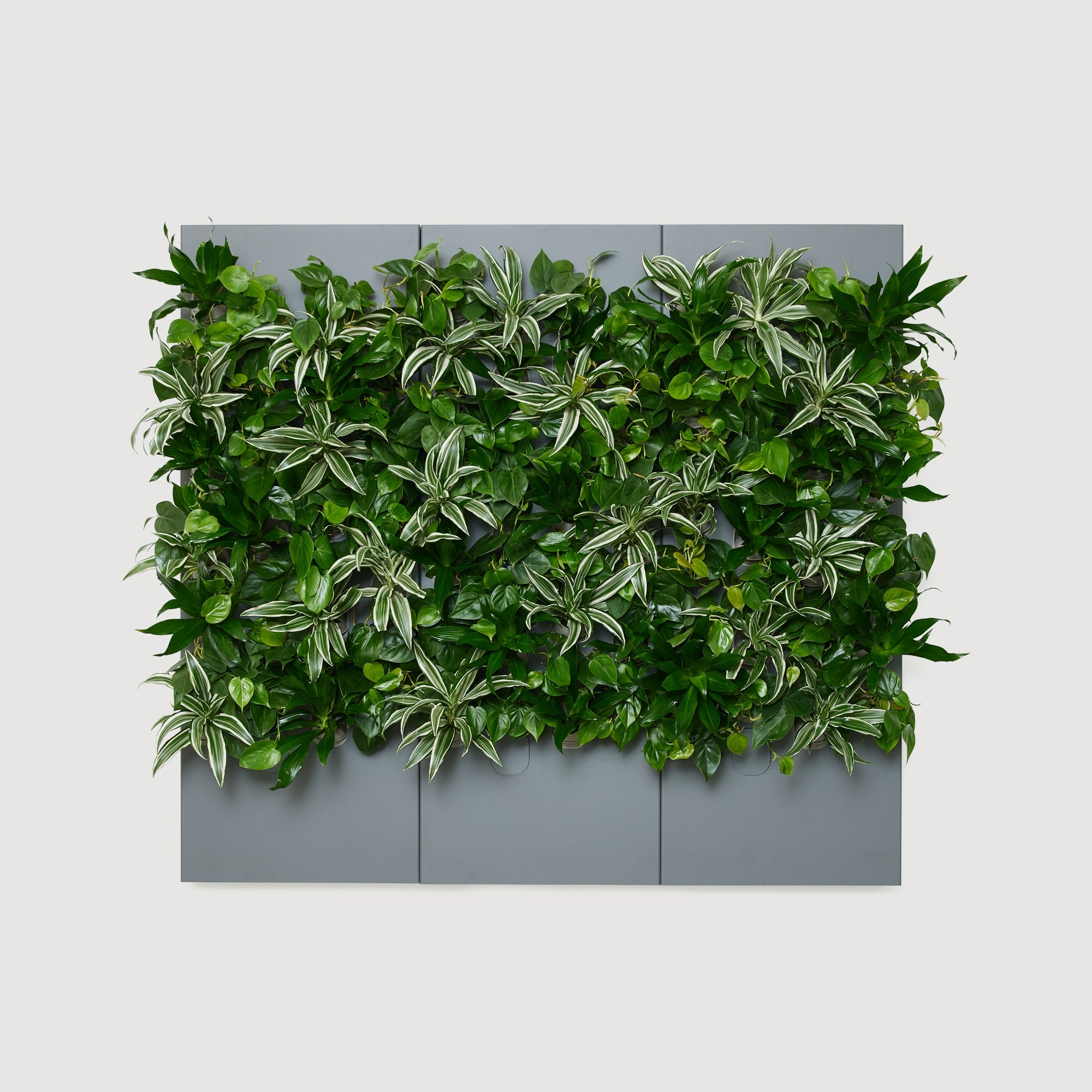 Taiga Living Wall - Rachio