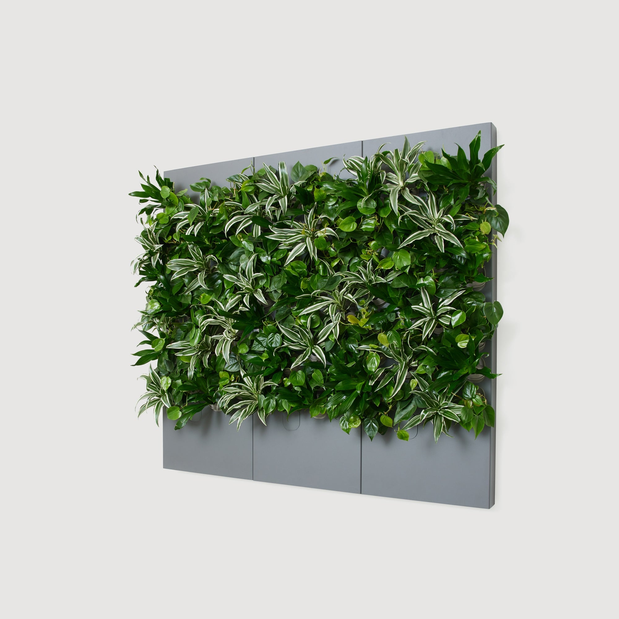 Taiga Living Wall - Rachio