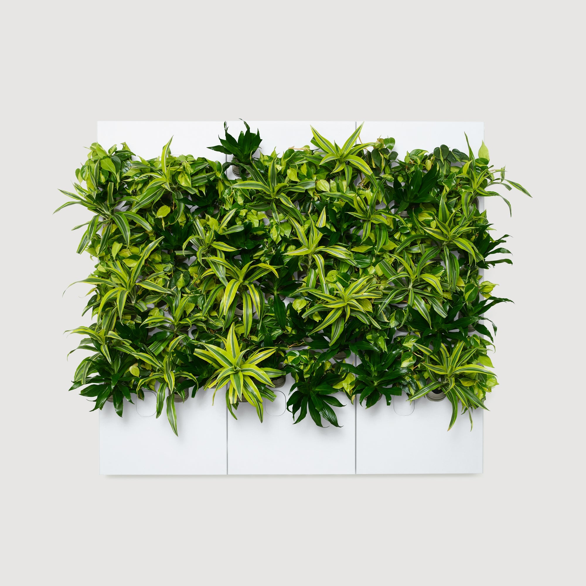 Taiga Living Wall - Rachio