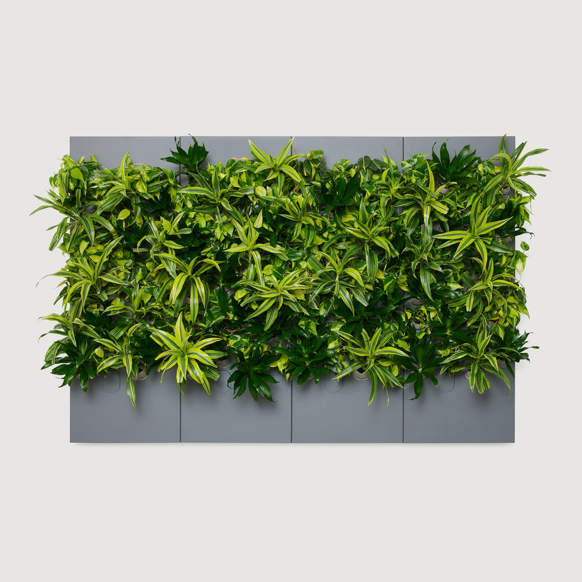 Taiga Living Wall - Rachio