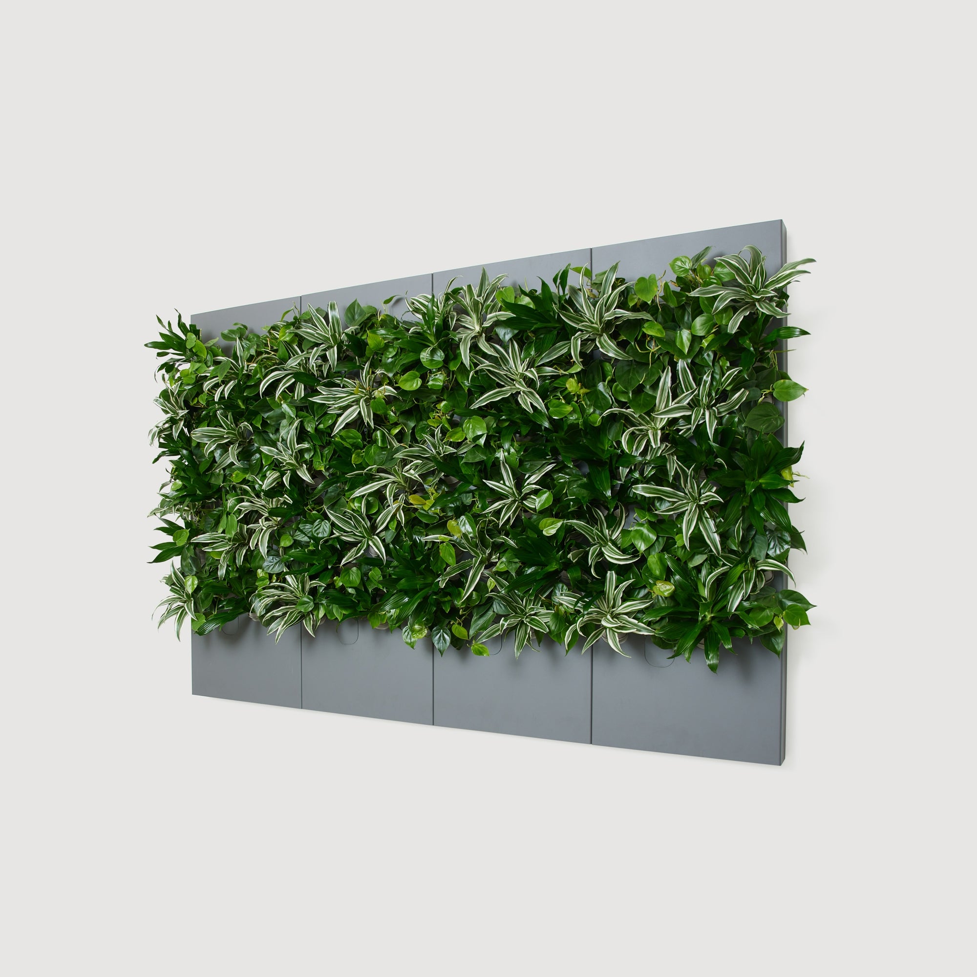 Taiga Living Wall - Rachio