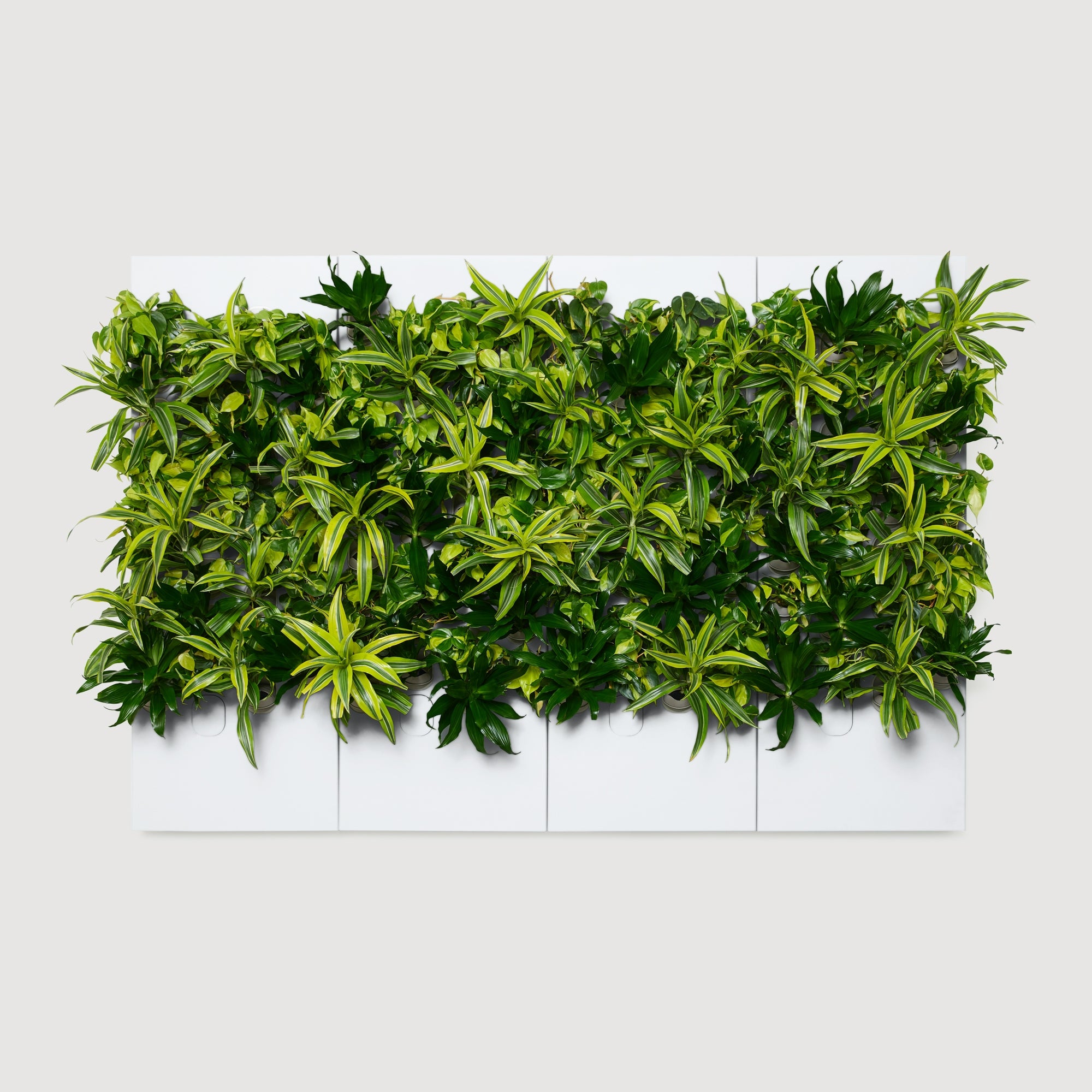 Taiga Living Wall - Rachio