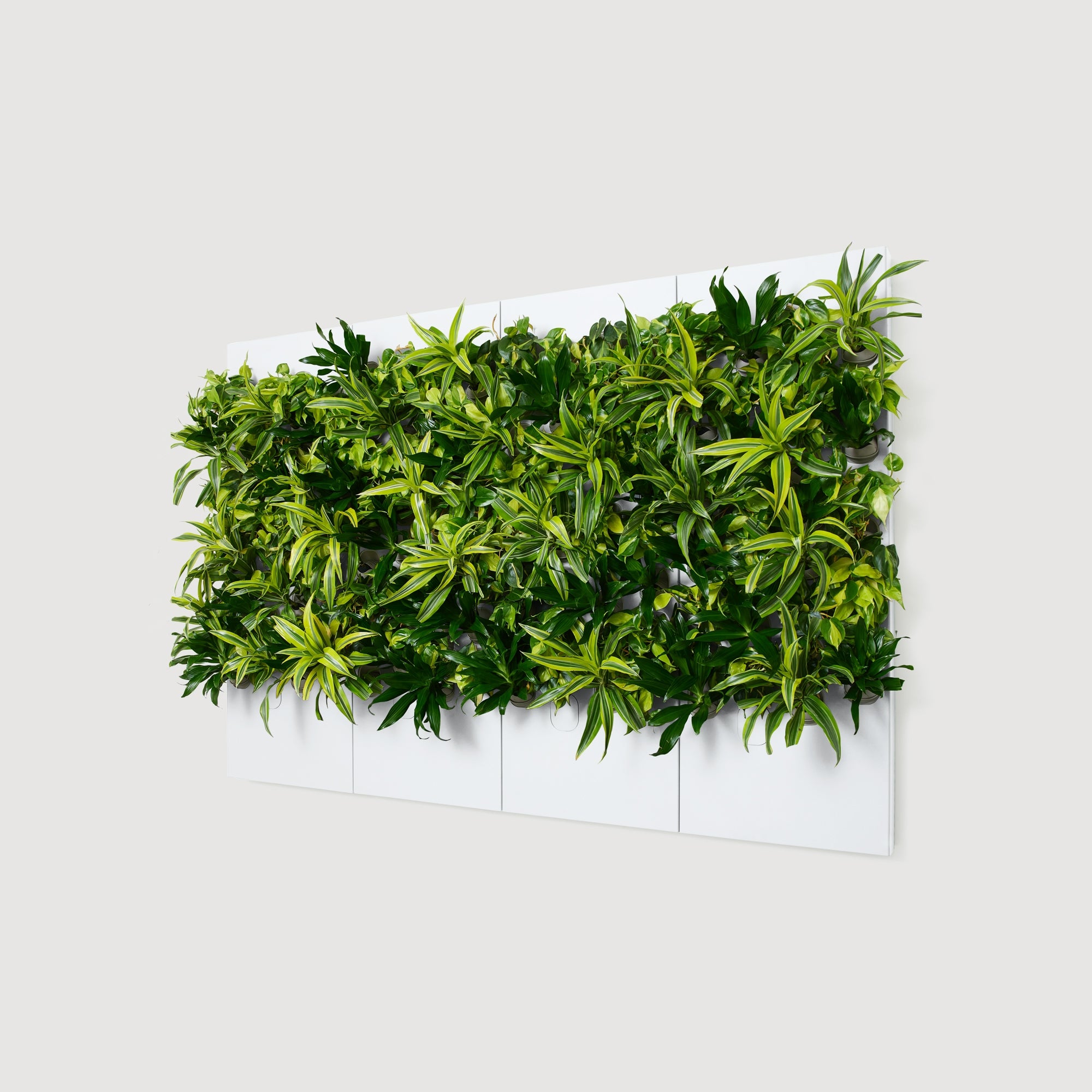 Taiga Living Wall - Rachio