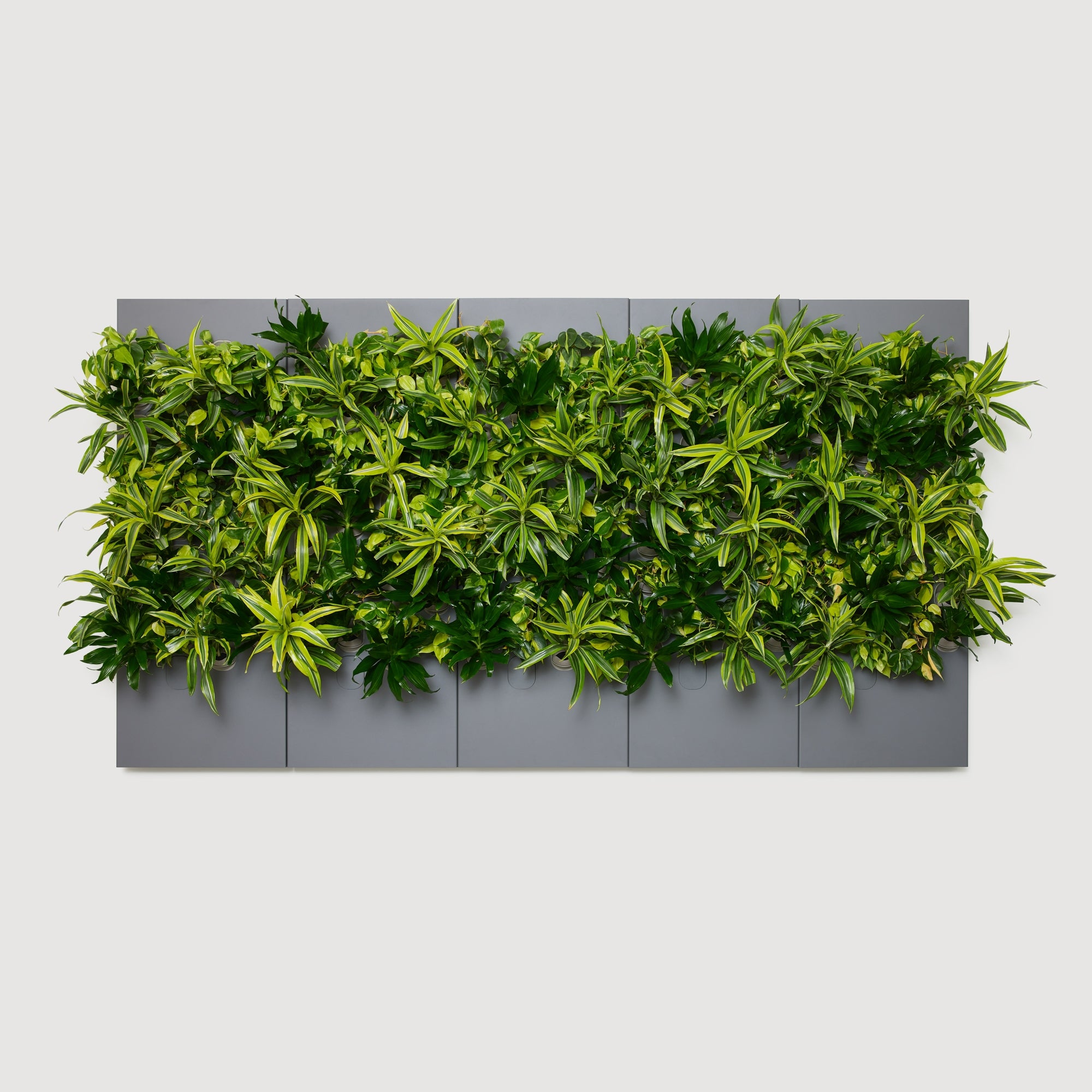 Taiga Living Wall - Rachio