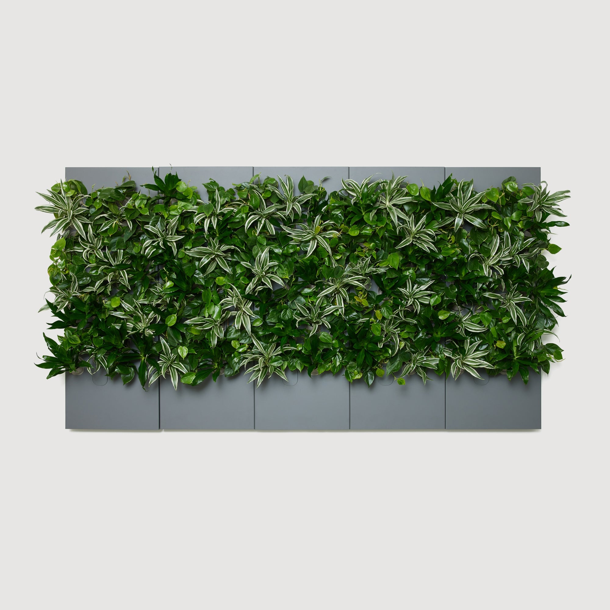 Taiga Living Wall - Rachio