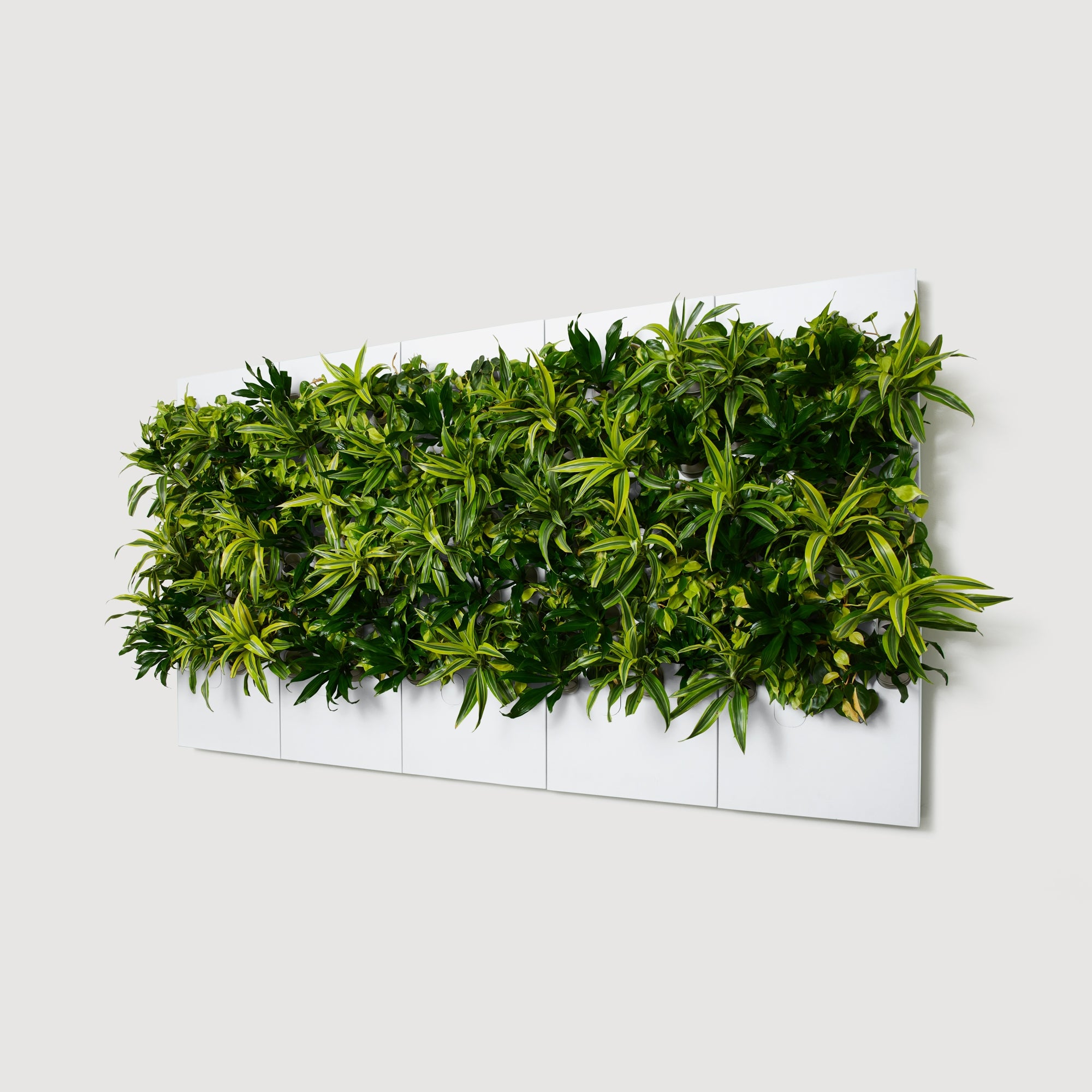 Taiga Living Wall - Rachio