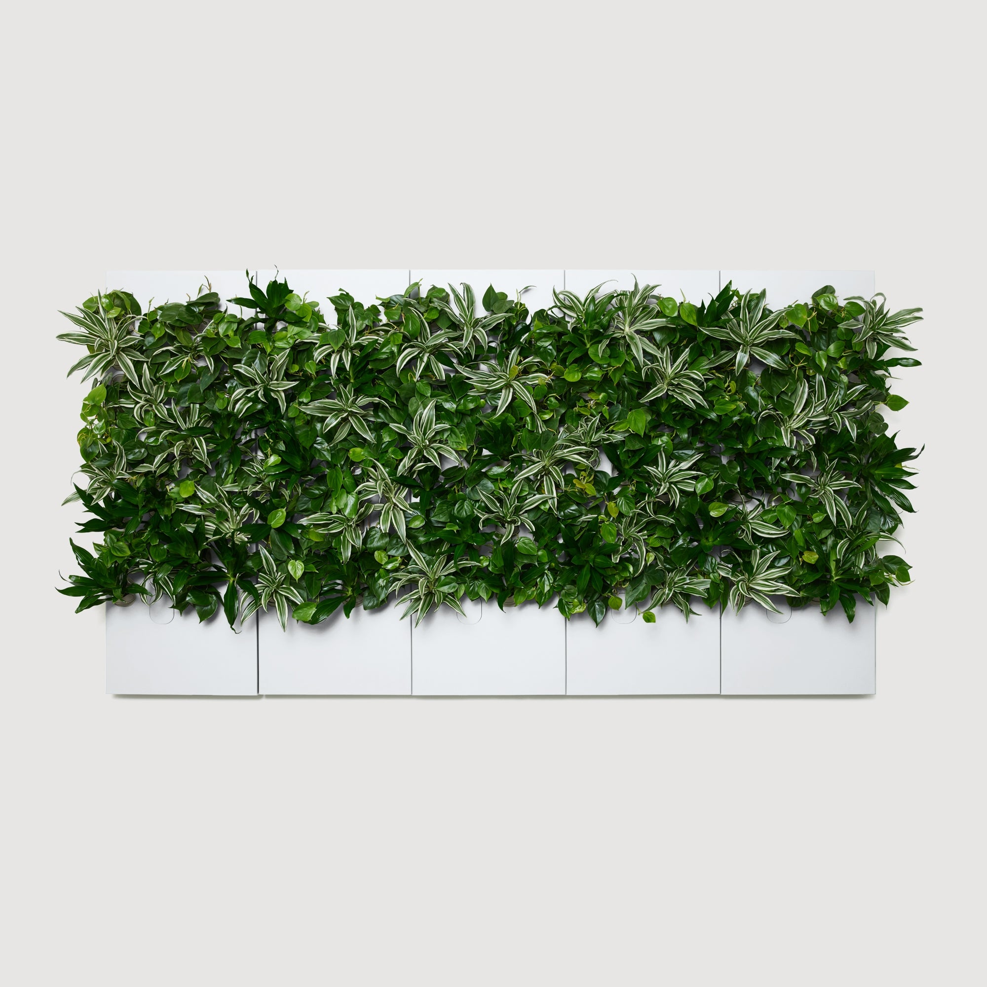 Taiga Living Wall - Rachio