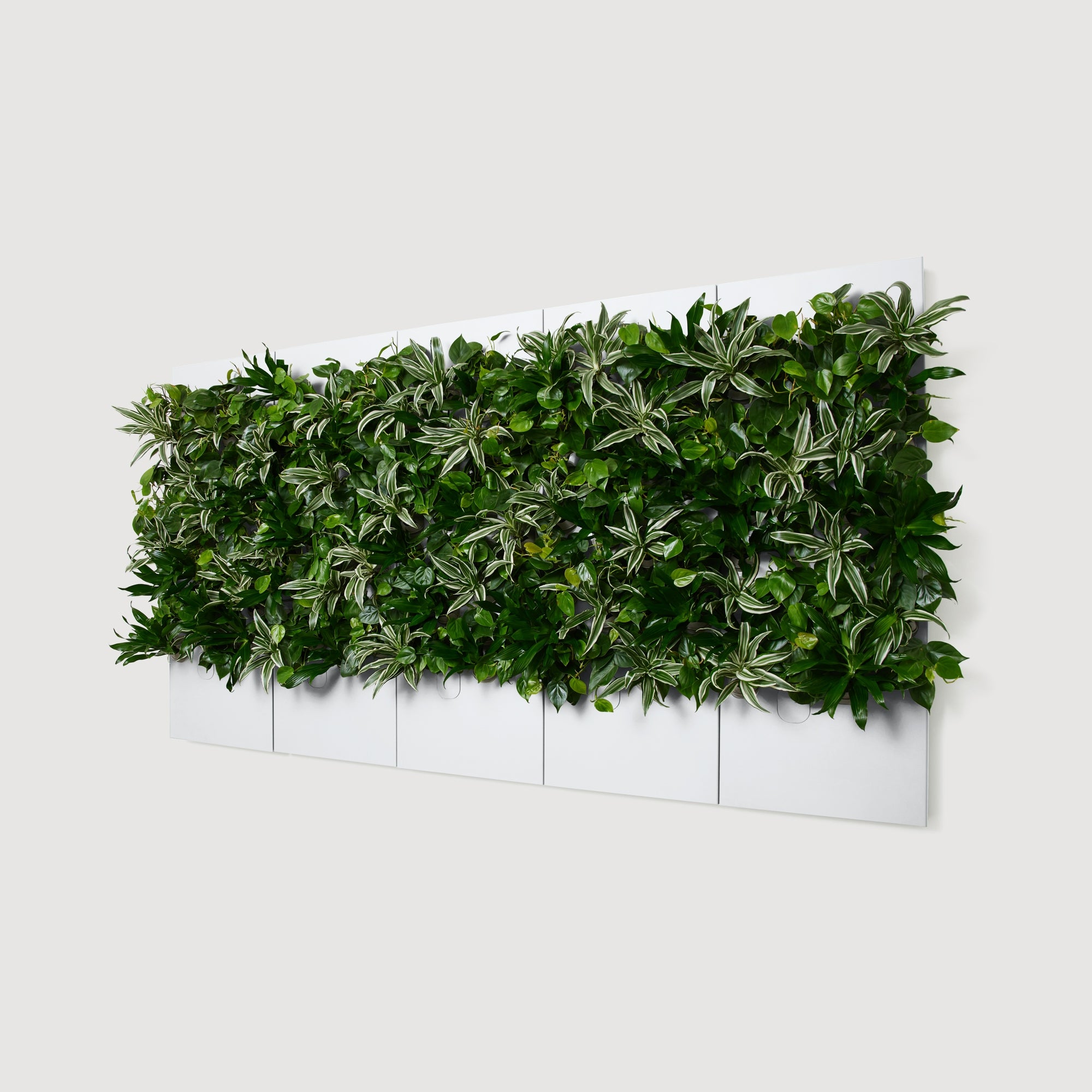Taiga Living Wall - Rachio